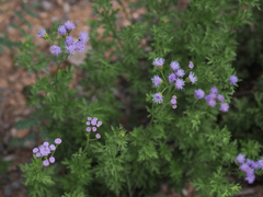 Conoclinium dissectum