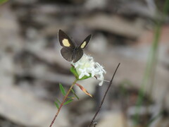 Candalides xanthospilos