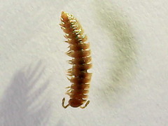 Polydesmus