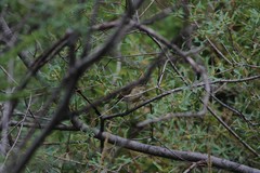 Phylloscopus bonelli