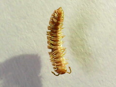 Polydesmus