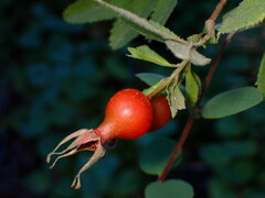 Rosa californica
