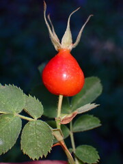 Rosa californica