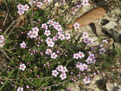 Euryomyrtus ramosissima