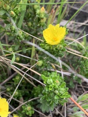 Hibbertia sericea