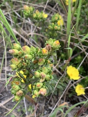 Hibbertia sericea