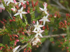 Castiarina parallela