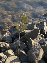 Avicennia marina