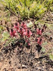 Indigofera sanguinea