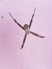 Argiope appensa