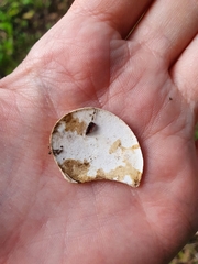 Helix pomatia