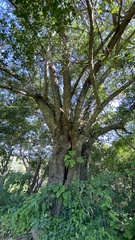 Ficus cotinifolia