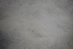 Neogobius melanostomus