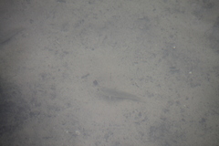 Neogobius melanostomus