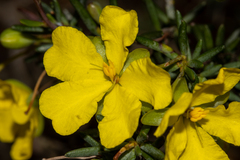 Hibbertia psilocarpa