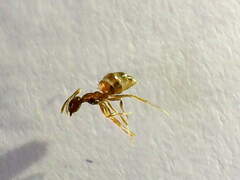 Nylanderia
