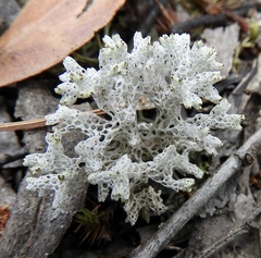 Pulchrocladia retipora