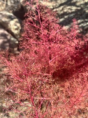Cycloloma atriplicifolium