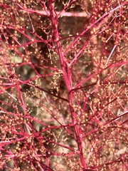 Cycloloma atriplicifolium