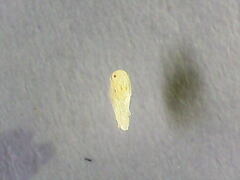 Formicinae