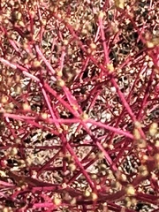 Cycloloma atriplicifolium