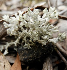 Pulchrocladia retipora