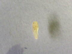 Formicinae