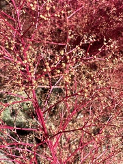 Cycloloma atriplicifolium