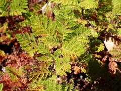 Chamaebatia foliolosa