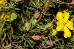 Hibbertia psilocarpa
