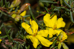 Hibbertia psilocarpa