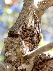 Dryocosmus asymmetricus