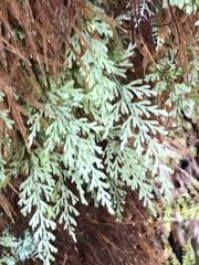 Hymenophyllum australe