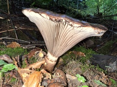 Gomphidius glutinosus