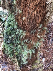 Hymenophyllum australe