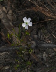 Drosera auriculata