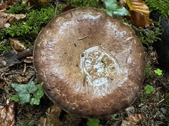 Gomphidius glutinosus