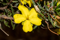 Hibbertia psilocarpa