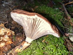 Gomphidius glutinosus