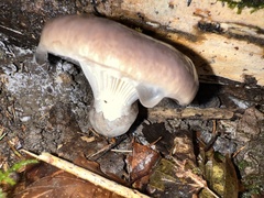 Gomphidius glutinosus