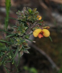 Dillwynia sericea