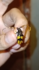 Dendrobias mandibularis