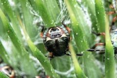 Carpocoris