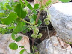 Medicago rugosa