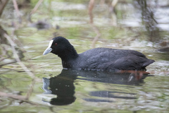 Fulica atra australis