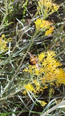 Paradejeania rutilioides