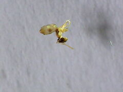 Tapinoma melanocephalum