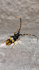 Dendrobias mandibularis