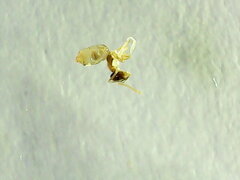 Tapinoma melanocephalum