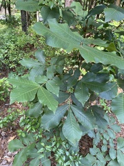 Carya tomentosa